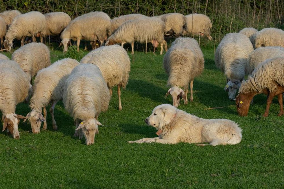 Un perro en pastoreo extensivo.
