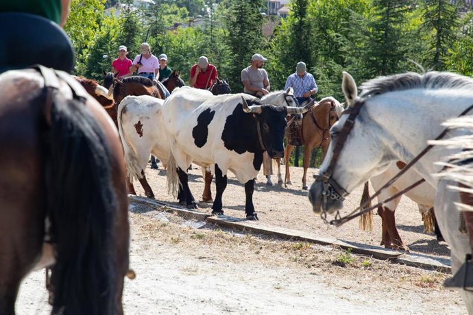 Archivo - Un rebaño trashumante bovino durante la Fiesta de la Fiesta de la Trashumancia, a 4 de agosto de 2024, en Manzanares El Real, Madrid (España).