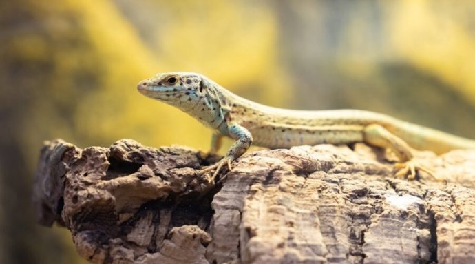 Archivo - Ejemplar de sargantana de las Pitiusas