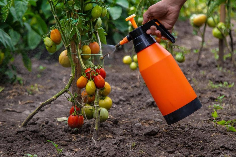 Desarrollan un compuesto que permite a los tomates y otros cultivos convencionales resistir la sequía
