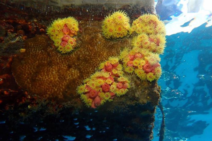 Coral del Pacífico localizado en aguas de Tenerife y Gran Canaria
