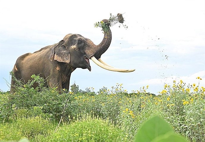 Um elefante come algumas plantas invasoras. Os elefantes ou outros herbívoros de grande porte são um exemplo de solução natural que pode ajudar a resolver o problema.