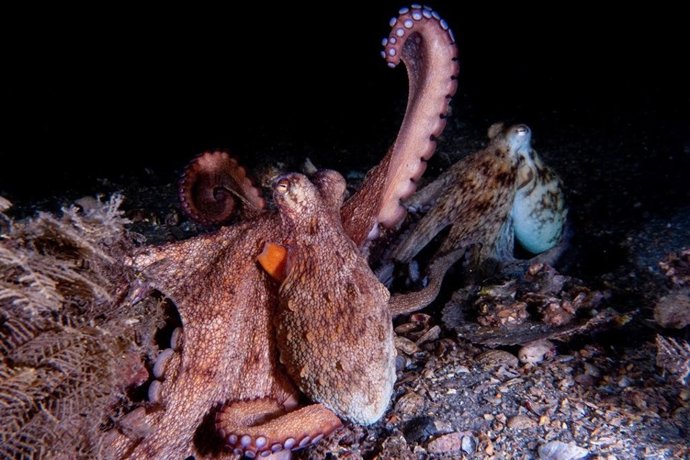 Un pulpo levanta su brazo