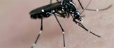 Foto: Investigadores de la UEx sitúan la presencia de mosquitos invasores en Extremadura en un estudio a nivel nacional