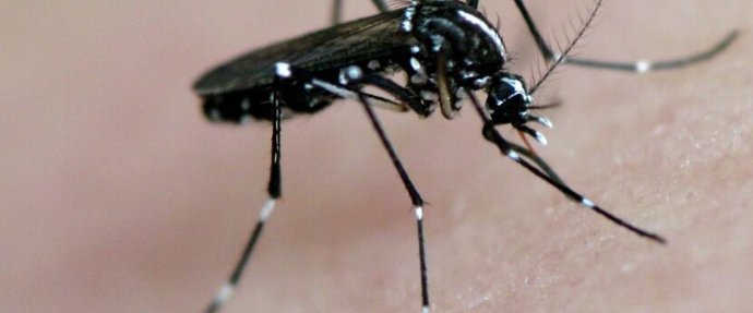 Mosquitos