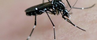 Mosquitos