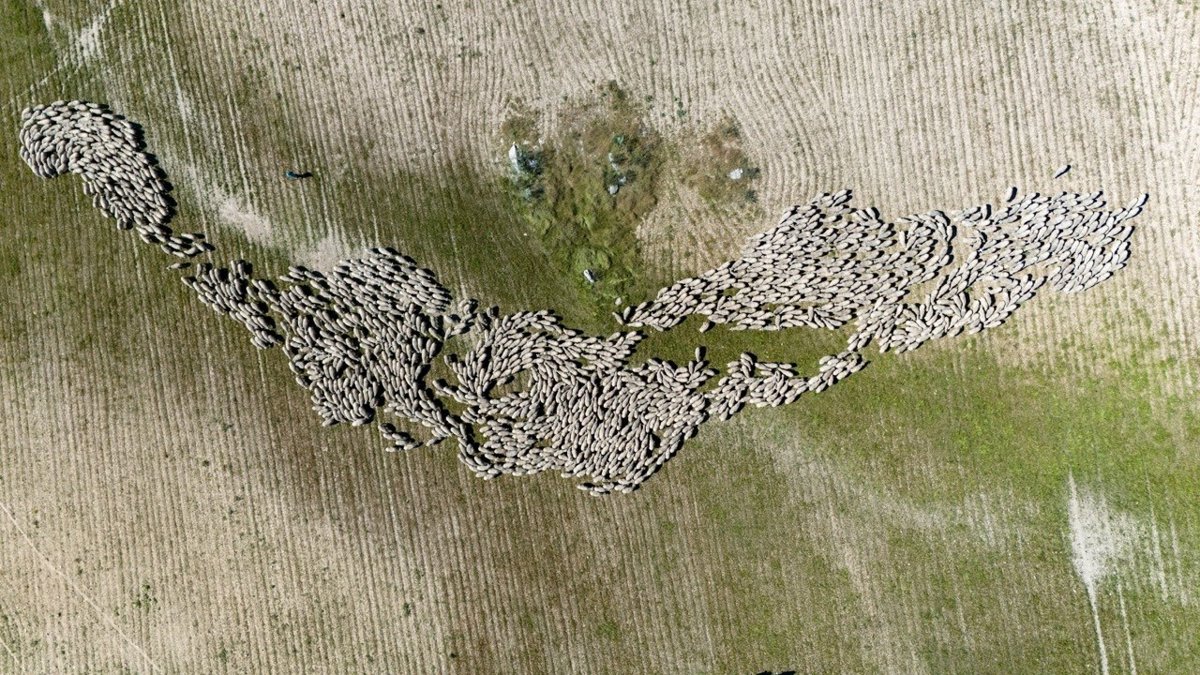 Un nuevo proyecto turístico pone en valor las rutas de trashumancia de las merinas