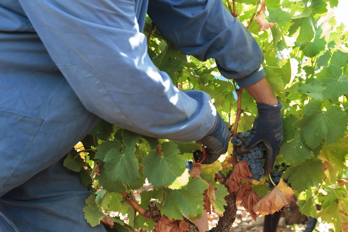 Agricultura resuelve la concesión definitiva de ayudas a 764 viticultores con problemas para comercializar sus uvas