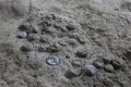 Una datación de huevos de dinosaurio puede ilustrar el clima del Cretácico
