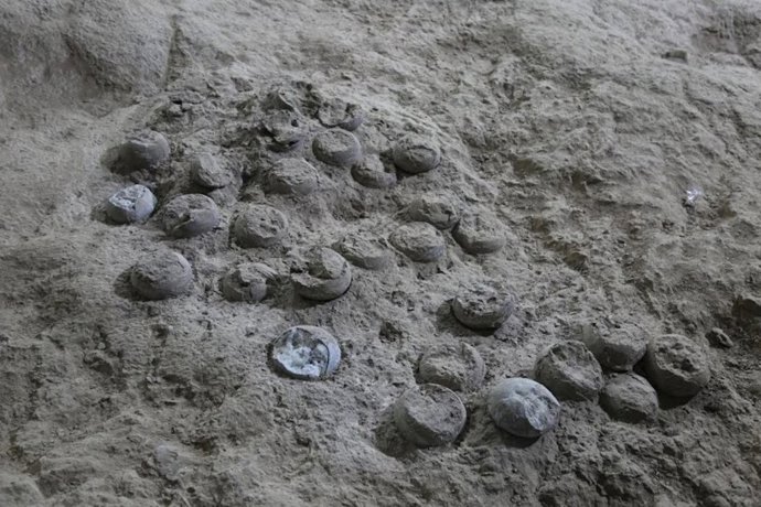 Nidada de huevos muestreada para estudios cronológicos.