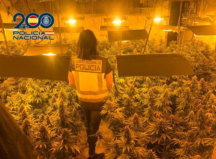 Agente de Policía Nacional en la intervención en una plantación de marihuana en la provincia de Granada