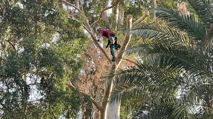 Expertos realizan una "poda de precisión" en el árbol más alto de Sevilla.