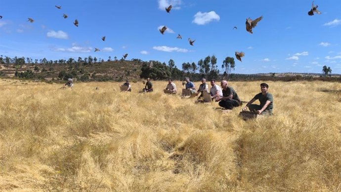 Suelta de perdices en Santa Olalla del Cala (Huelva).