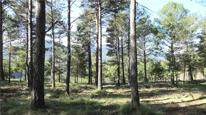 Imatge de recurs d'un bosc