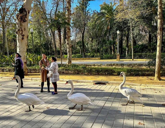 Archivo - Tres cisnes pasean por los alrededores en el entorno del Parque de Maria Luisa.