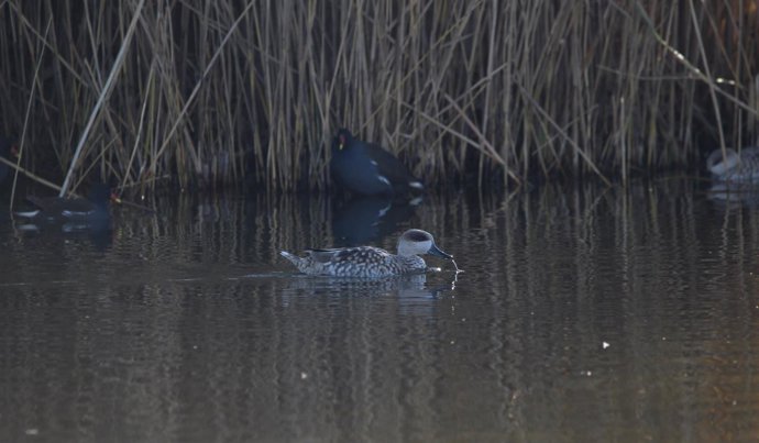 Ejemplar de cerceta pardilla