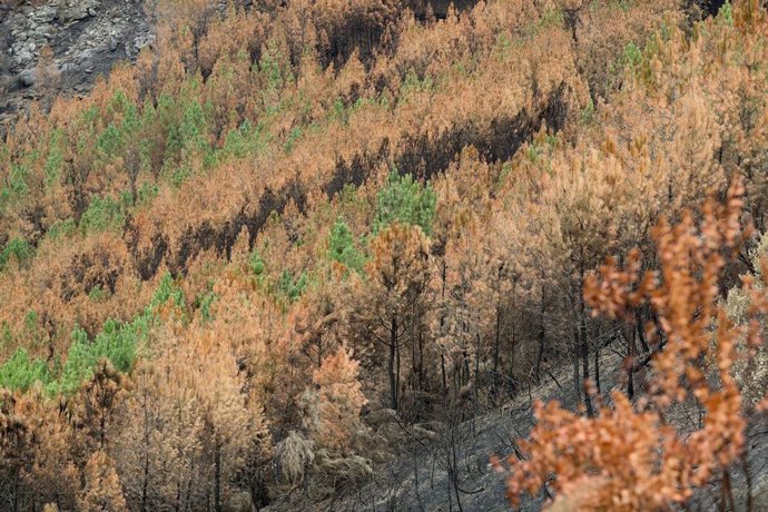Efectos del incendio de Larouco