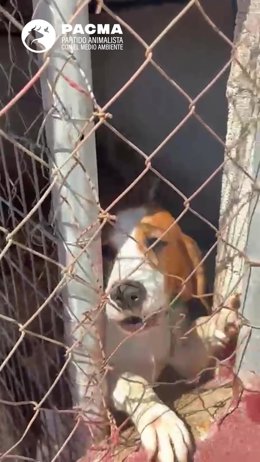 Perro en una perrera de Valverde del Camino.