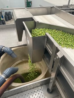 El inicio de la campaña 2025-2026 de la recogida de la Denominación de Origen Protegida (DOP) Aceituna Aloreña de Málaga, se ha dado por iniciado este viernes en el municipio de Alozaina, en el Valle del Guadalhorce, en Málaga.