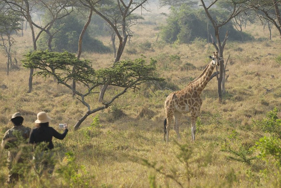 Archivo - Safari Uganda