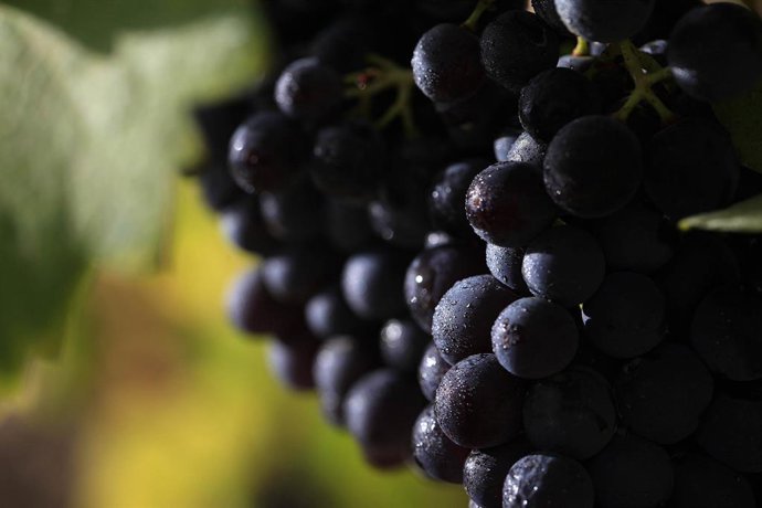 Archivo - Viñedo de Vinyes Domènech.