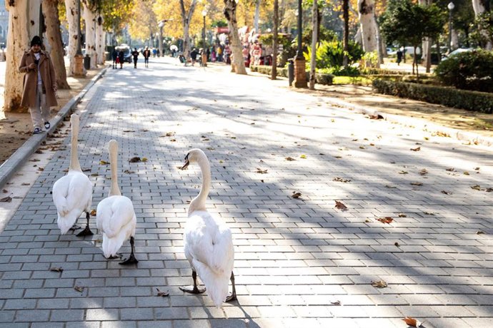 Archivo - Tres cisnes pasean por los alrededores de la Plaza de España, en el entorno del Parque de Maria Luisa, en foto de archivo.