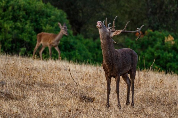 Archivo - La sierra de Albarracín invita a vivir de cerca la berrea.