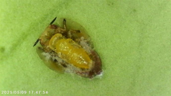 El IVIA lidera descubrimiento de enemigo natural de vector importante del HLB, la enfermedad más destructiva de cítricos