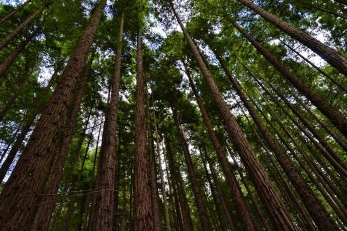 Archivo - Monte de las Secuoyas 