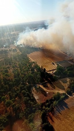 Imagen del incendio declarado este domingo en Bonares (Huelva).