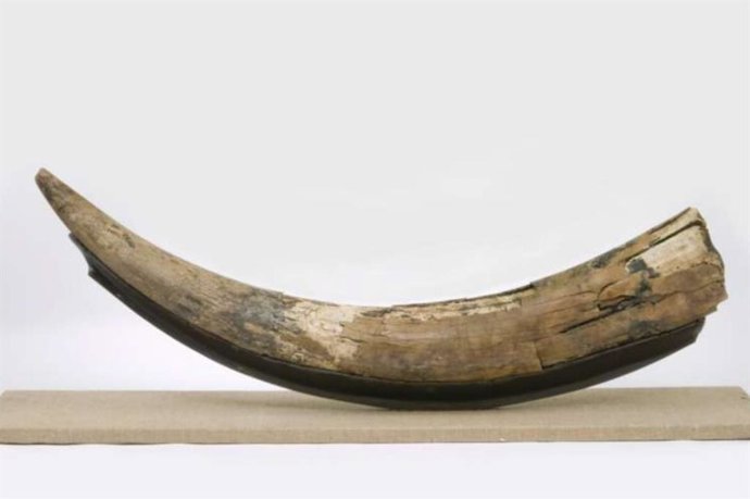 Un colmillo de mastodonte del sumidero de Windsor, que data de hace aproximadamente 178.000 años, fue encontrado en un sumidero de yeso en Nueva Escocia.