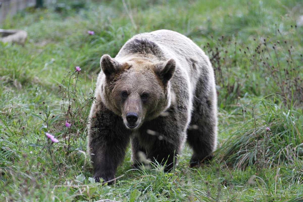 La Casa del Oso aumenta los visitantes en verano, con 5.937 usuarios, un 5% más que en 2024