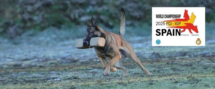 Archivo - Campeonato mundial de perros de utilidad y rastro