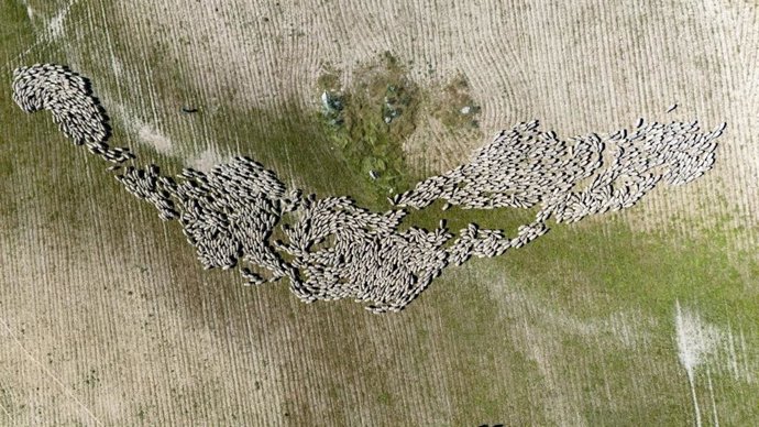 Un seminario en Cáceres abordará la importancia de la trashumancia