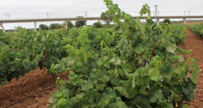 EpAgro - Agricultura