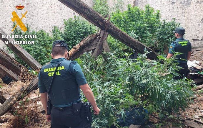 Plantación de marihuana en una finca abandonada en Navalmanzano (Segovia).