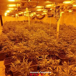 Archivo - Un cultivo de marihuana en La Segarra (Lleida), en una imagen de archivo