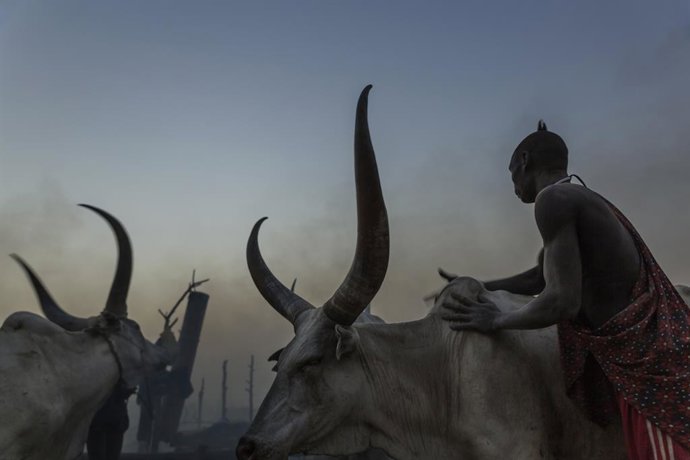 Archivo - Feb 20, 2016 - South Sudan - A Mundari man washes his cows with ash to protect them from insects during the night. The camp drums can be seen in the background. Ankole-Watusi, also known as Ankole Longhorn, or 'Cattle of Kings' is a 900 to 1,600