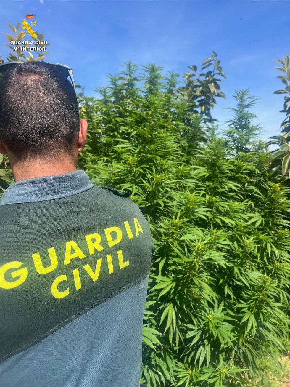 La Guardia Civil detiene a personas y desmantela una plantación de marihuana en Benimodo