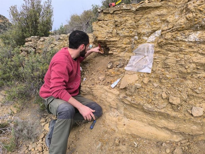 Achado em Riodeva (Teruel, Espanha) durante o ano de 2024 de uma das vértebras estudadas.