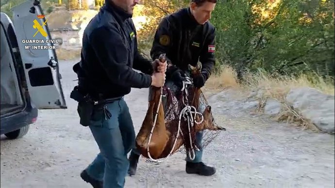 Operativo de rescate del corzo.