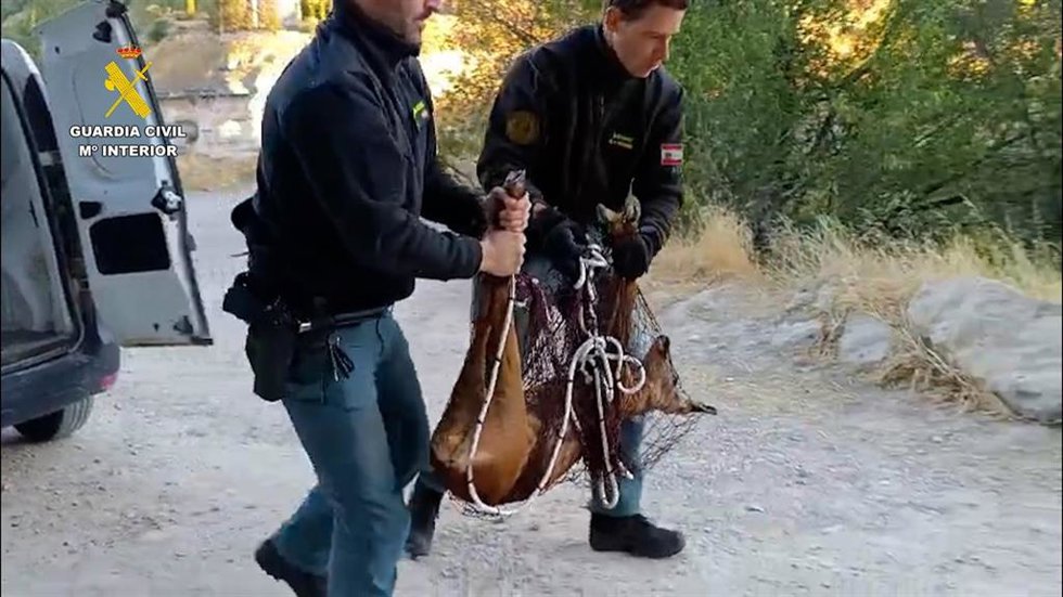 Operativo de rescate del corzo.