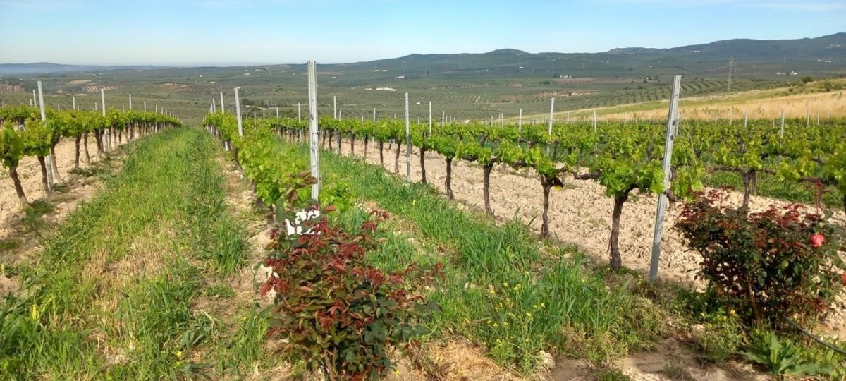 La Rioja amplía a 6,2M las ayudas para la mejora y modernización de explotaciones agrarias y responder solicitudes