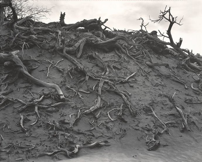 Obra de Edward Weston que se expone en la Fundación Mapfre.