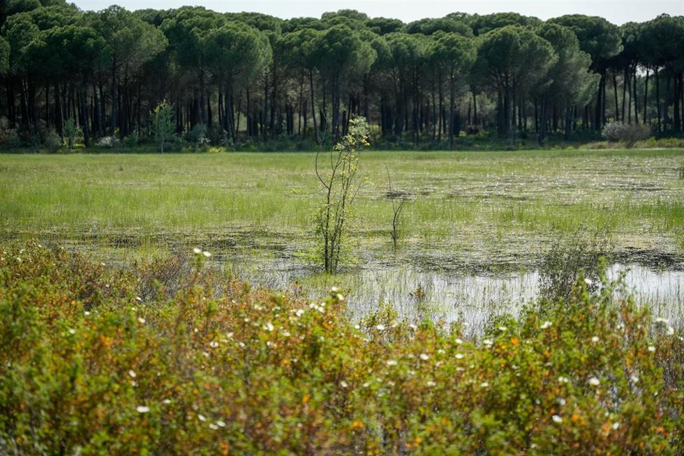 Archivo - Marisma del Coto de Doñana. 