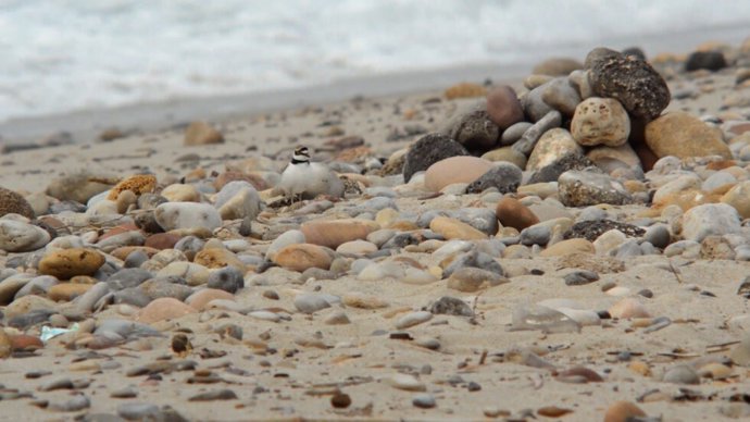 Els albiraments confirmen el riu Majares com a refugi de biodiversitat en el primer semestre de 2025