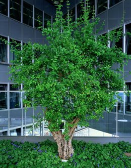 El C3A inicia su temporada de otoño con una jornada el día 18.