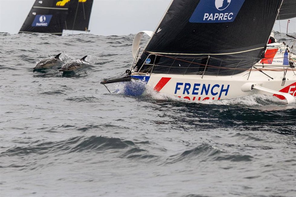 La flota de La Solitaire acompañada de delfines en su camino a Vigo