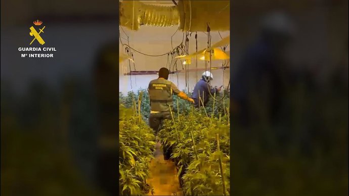 Plantación de marihuana desmantelada en una vivienda de Porcuna.