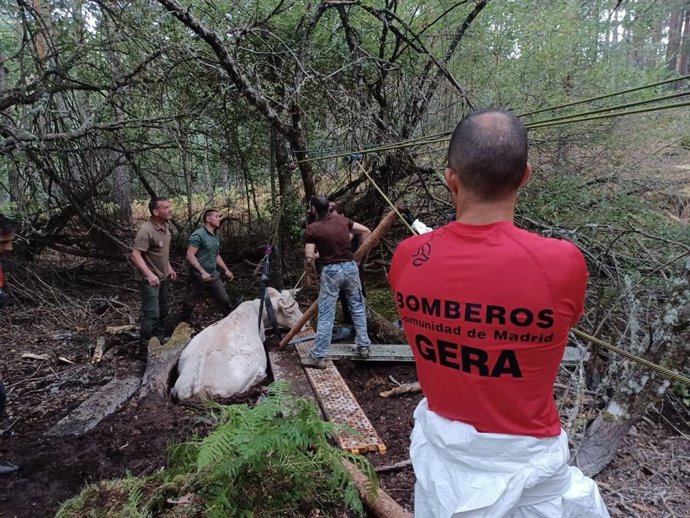 Vaca rescatada en Rascafría